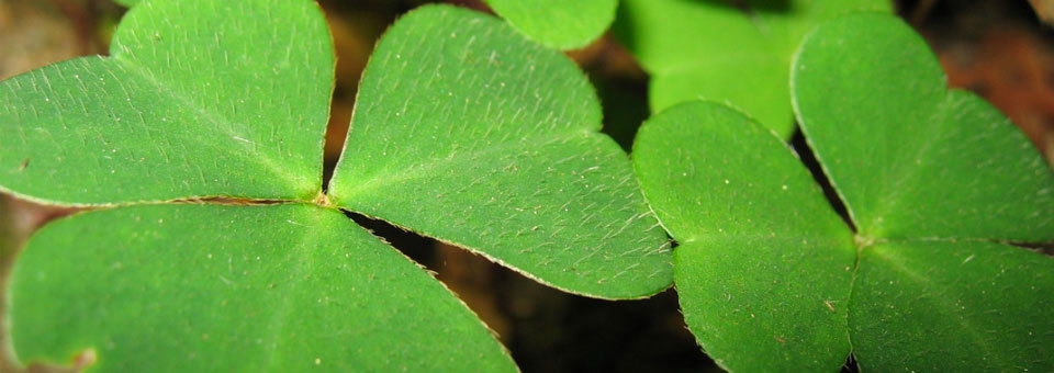 Plants_960x340